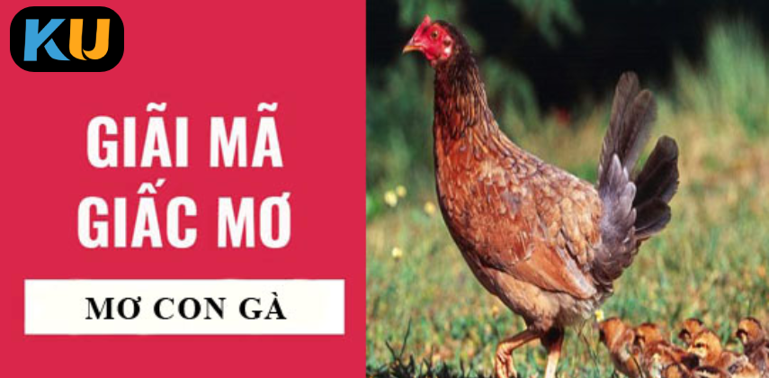 Nằm mơ thấy gà – Gợi ý số đẹp từ ZT9398